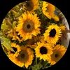 belia1027